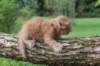 beeri65weeks26920257_small.jpg