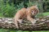 beeri65weeks26920259_small.jpg
