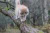 bennyjaboaz115weeks111202531_small.jpg
