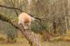 bennyjaboaz115weeks111202532_small.jpg