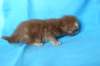 bennyd222weeks25820256_small.jpg