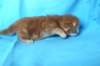 bennyd222weeks25820258_small.jpg