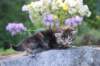 bina35weeks49202517_small.jpg