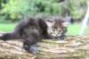 bina4weeks10920255_small.jpg