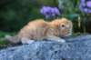 boaz35weeks4920254_small.jpg