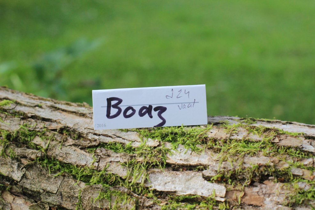 boaz65weeks26920251.jpg