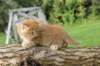 boaz65weeks269202516_small.jpg