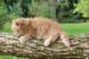 boaz65weeks26920253_small.jpg