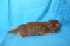 boazd242weeks258202512_small.jpg