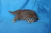 boazd242weeks258202516_small.jpg