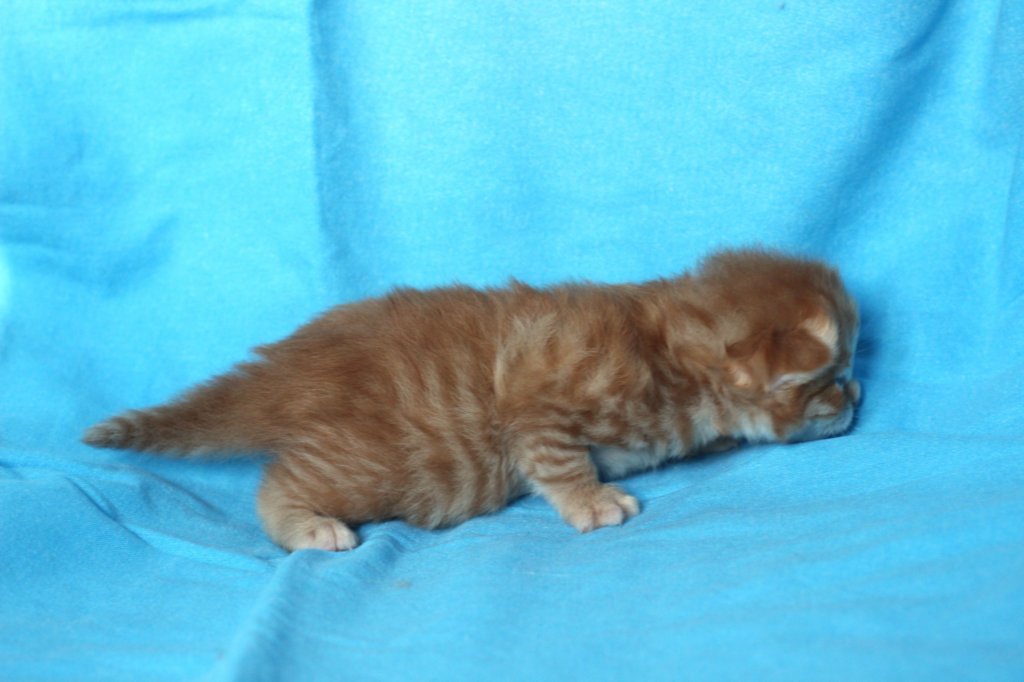 boazd242weeks25820252.jpg
