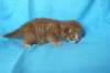 boazd242weeks25820253_small.jpg
