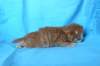 boazd242weeks25820257_small.jpg