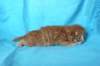 boazd242weeks25820258_small.jpg