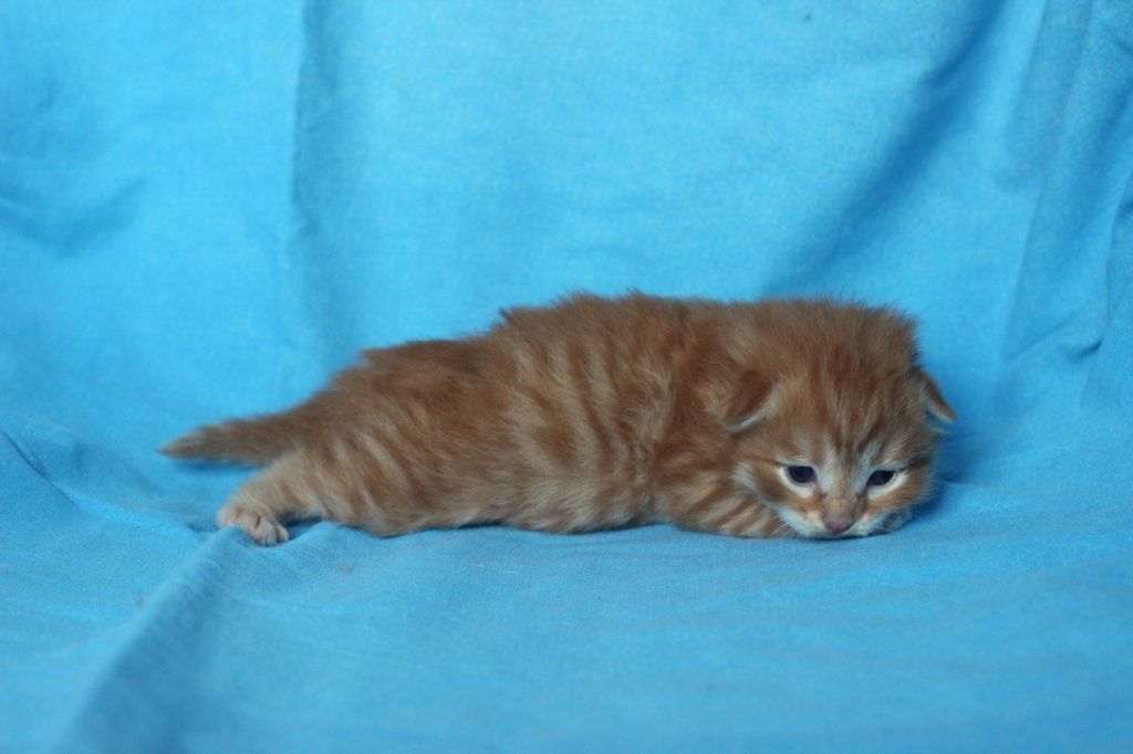 boazd242weeks25820259.jpg