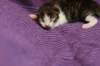 bartolomeusboy1weekbrownmackerelwithwhite22_small.jpg