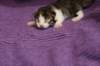 bartolomeusboy1weekbrownmackerelwithwhite24_small.jpg