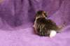 bartolomeusboy1weekbrownmackerelwithwhite28_small.jpg