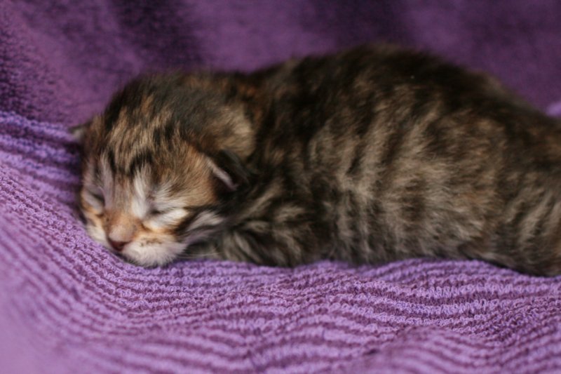 bernikegirltorbiemackerel1weeks14.jpg