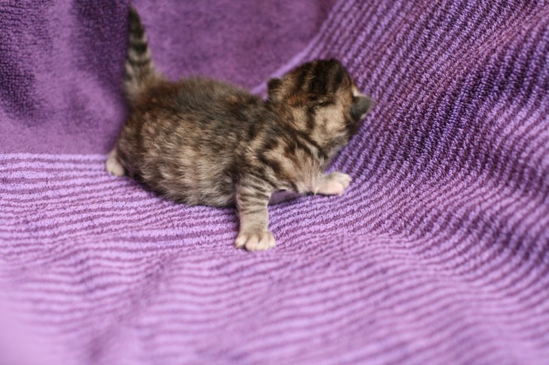 bernikegirltorbiemackerel1weeks16.jpg