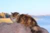 balladinbuffy24_small.jpg