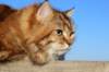 balladinbuffy36_small.jpg