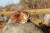 balladinbuffy54_small.jpg