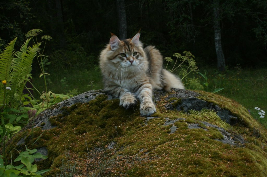 balladinpellervoinenakahunskugoldensiberianmale24.jpg
