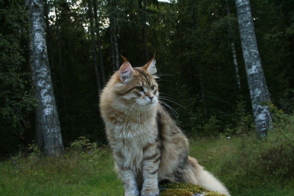 balladinpellervoinenakahunskugoldensiberianmale26.jpg