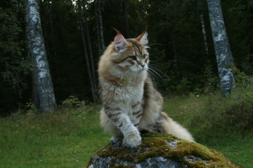 balladinpellervoinenakahunskugoldensiberianmale28.jpg