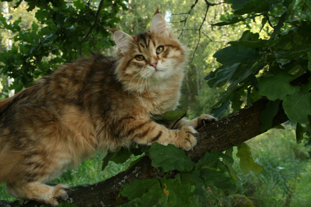 balladinpellervoinenakahunskugoldensiberianmale34.jpg
