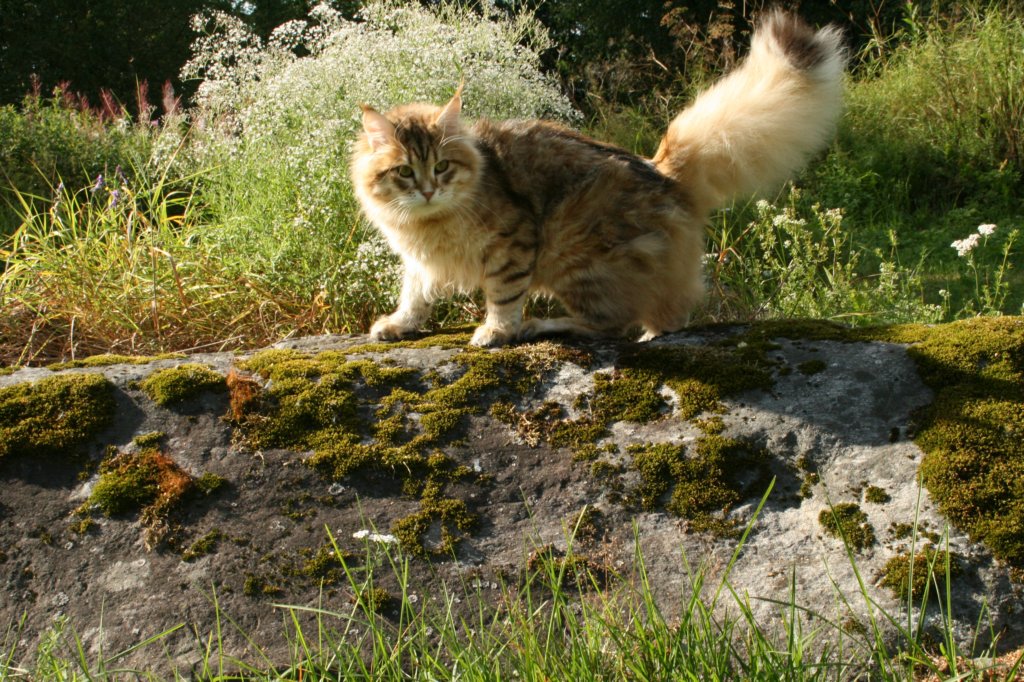 balladinpellervoinenakahunskugoldensiberianmale37.jpg