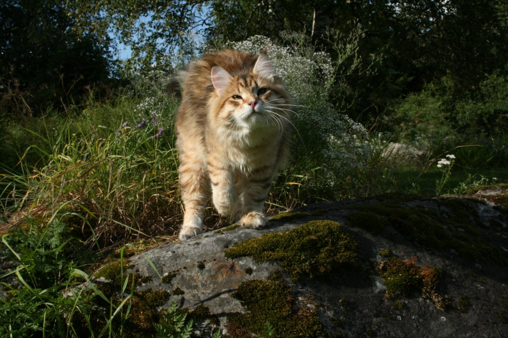 balladinpellervoinenakahunskugoldensiberianmale38.jpg