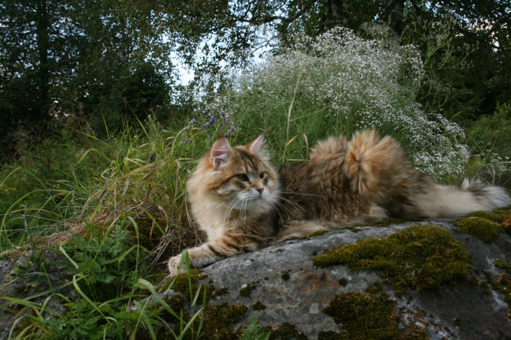 balladinpellervoinenakahunskugoldensiberianmale40.jpg