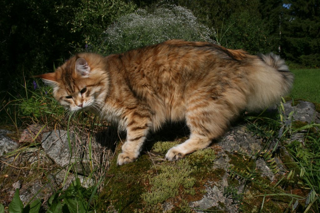 balladinpellervoinenakahunskugoldensiberianmale45.jpg