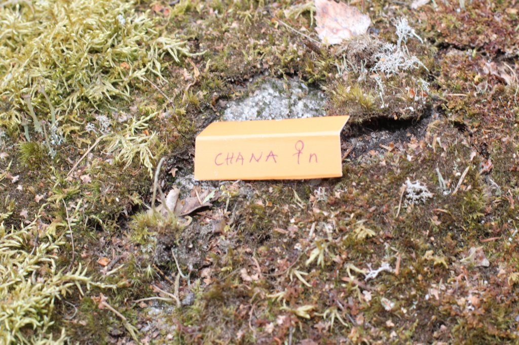 chana105viikkoa5620261.jpg