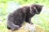 chana105viikkoa56202628_small.jpg