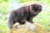 chana105viikkoa56202632_small.jpg