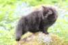 chana105viikkoa56202633_small.jpg