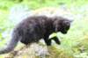 chana105viikkoa56202642_small.jpg