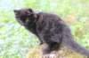 chana105viikkoa56202654_small.jpg