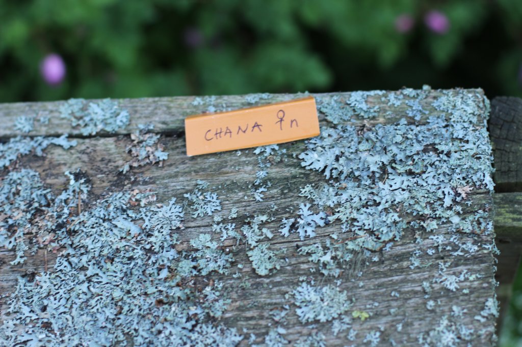 chana13viikkoa21620261.jpg