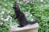 chana13viikkoa216202614_small.jpg