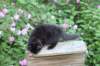chana13viikkoa216202616_small.jpg