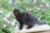 chana13viikkoa216202618_small.jpg
