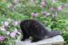 chana13viikkoa216202619_small.jpg