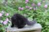 chana13viikkoa216202620_small.jpg