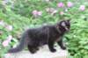 chana13viikkoa216202622_small.jpg