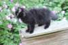chana13viikkoa216202625_small.jpg