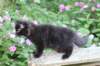 chana13viikkoa216202629_small.jpg